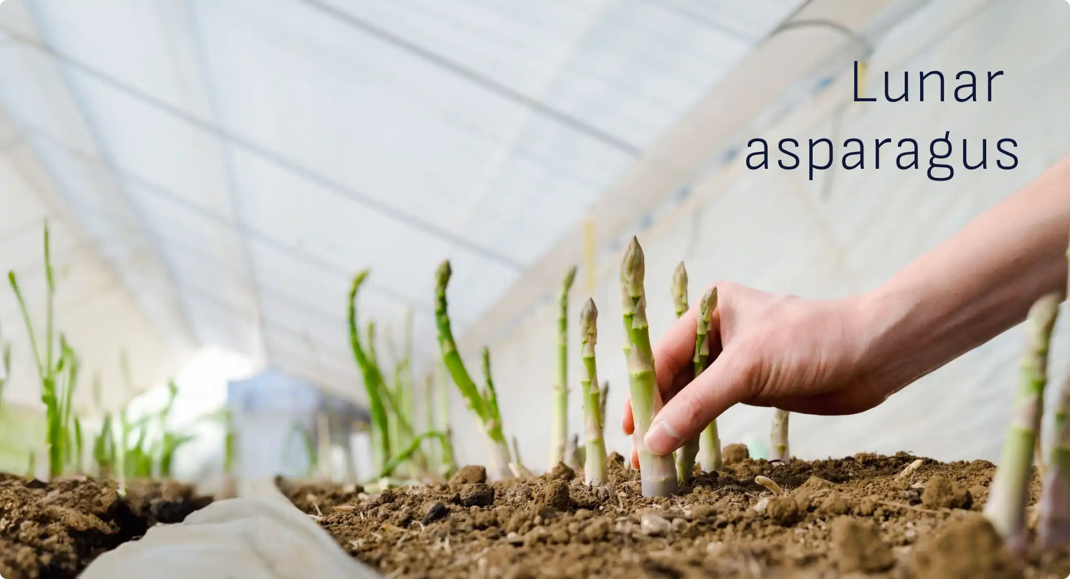 Lunar asparagus