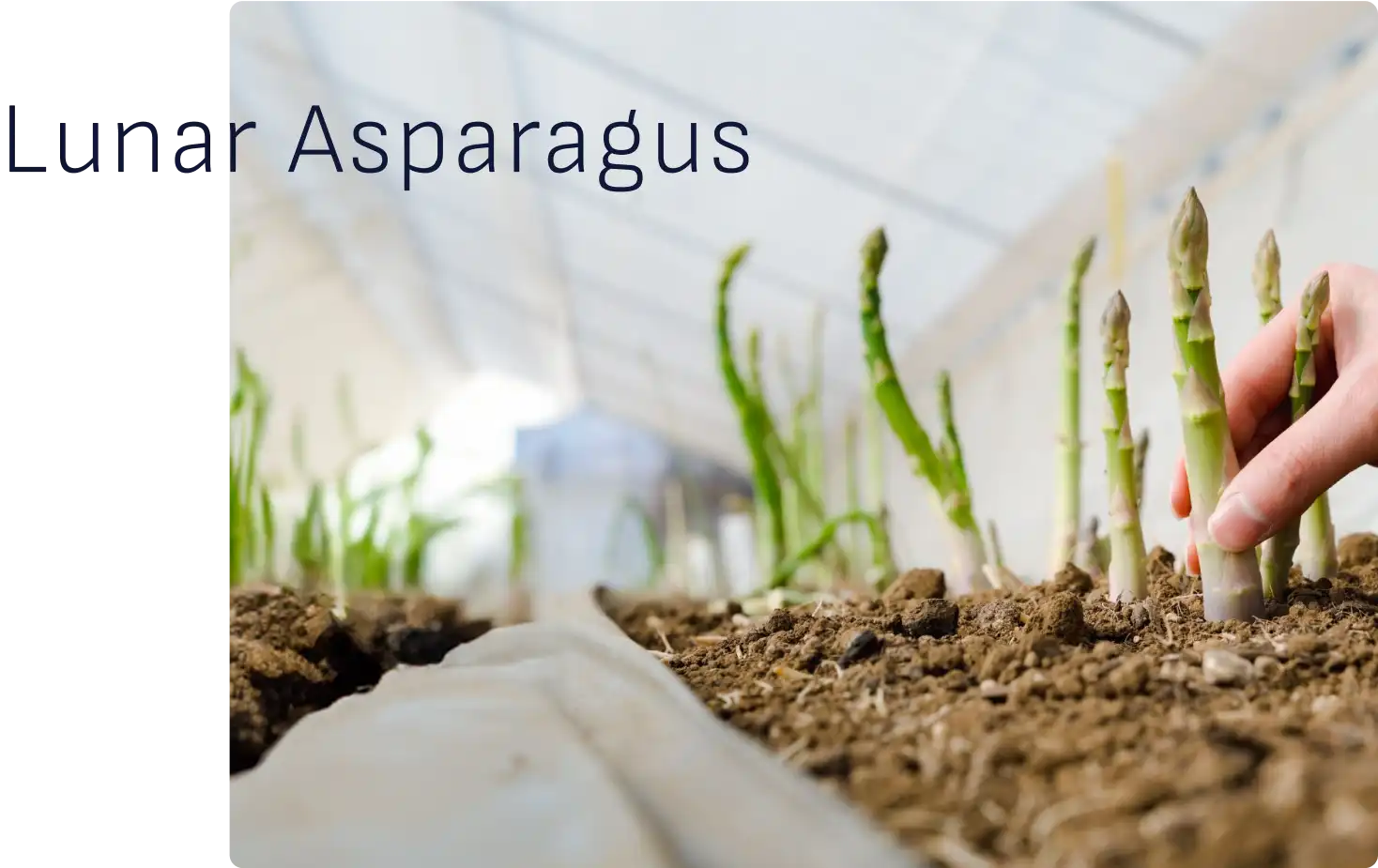 Lunar asparagus