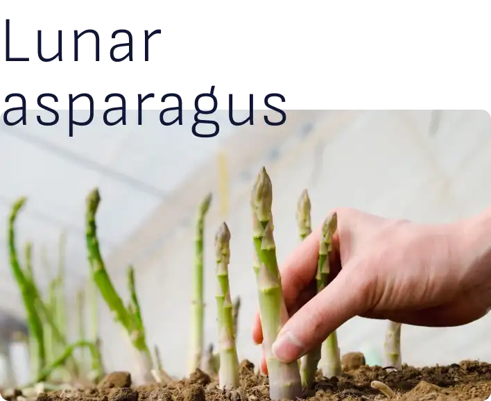 Lunar asparagus